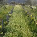 Couvert vegetal 1