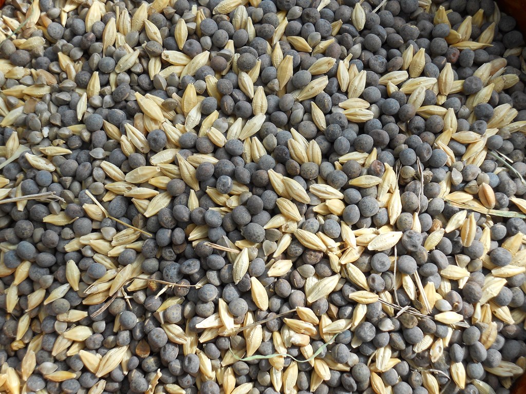 semences engrais verts